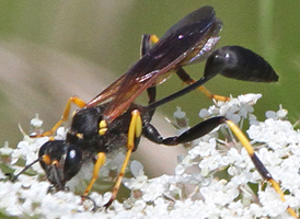 Black-and-yellow Mud Dauber
